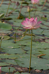 Image showing Lotus Pond