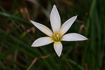 Image showing Rain Lily