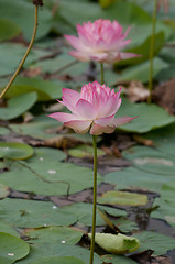 Image showing Lotus Pond