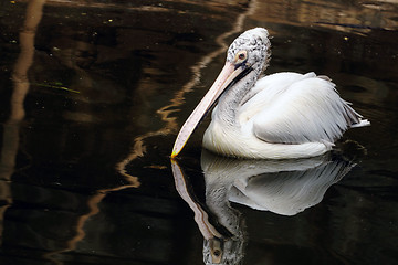 Image showing Pelican