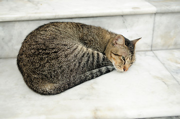 Image showing Cat