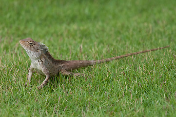 Image showing Garden Lizard