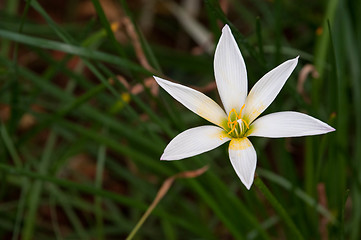 Image showing Rain Lily