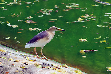 Image showing Indian Pond Heron