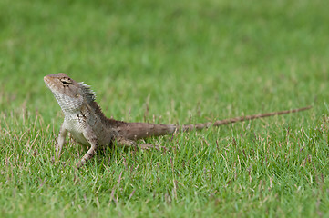 Image showing Garden Lizard