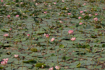 Image showing Lotus Pond