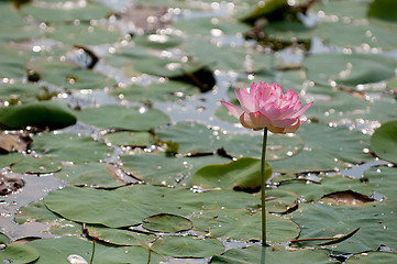 Image showing Lotus Pond