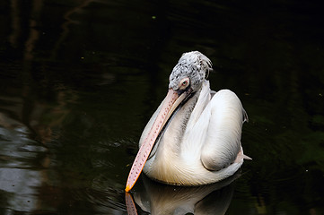 Image showing PElican