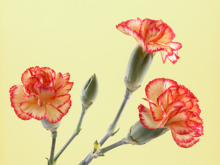 Image showing carnations