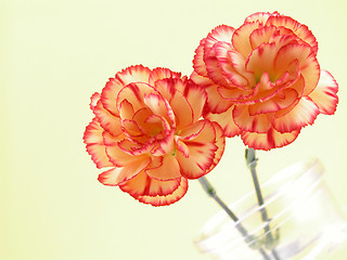 Image showing carnations