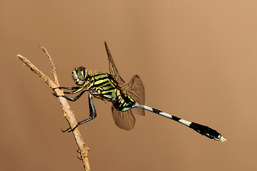 Image showing Green Hawk