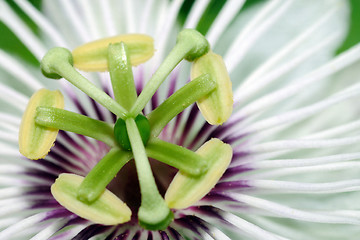 Image showing Passion Flower