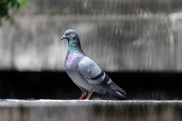 Image showing Pigeon