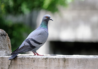 Image showing Pigeon