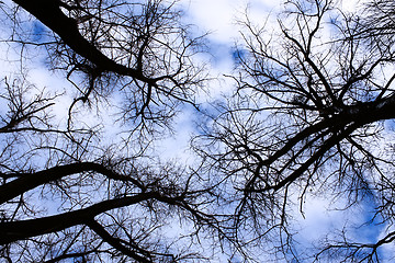 Image showing Winter sky in the old forest