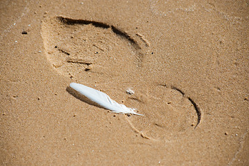 Image showing Feather and footprint.