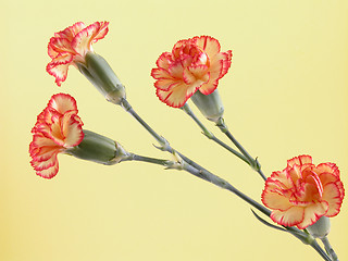 Image showing carnations