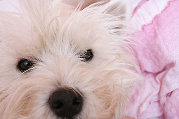 Image showing Westie portrait