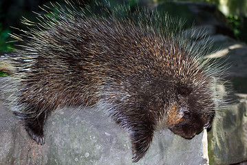 Image showing Porcupine