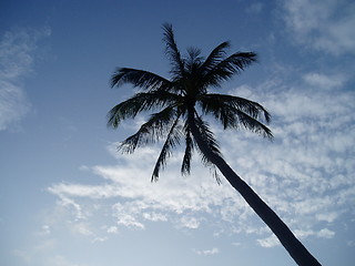 Image showing Palm Tree