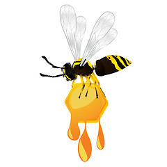 Image showing Wasp and honey