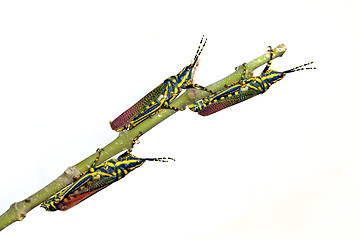 Image showing painted Grasshoppers