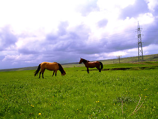 Image showing brown horses