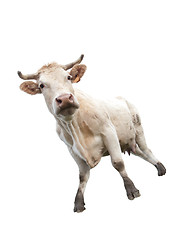 Image showing Cow on white