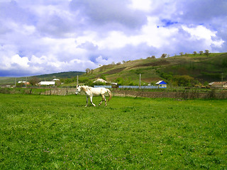 Image showing white horse