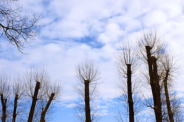 Image showing The row of poplar trees with the tops cut off