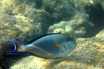 Image showing surgeon-fish close-up