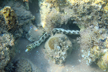 Image showing snowflake moray