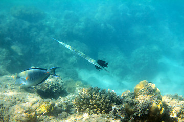 Image showing cornet-fish and surgeon-fish