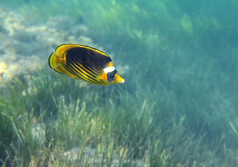 Image showing butterfly-fish over grass