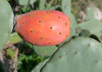 Image showing Prickly pear