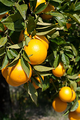 Image showing Navel oranges