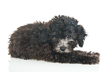 Image showing  The small puppy of a poodle 