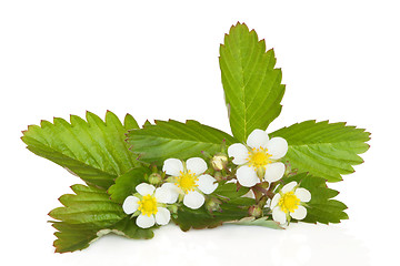 Image showing Strawberry Plant in Flower