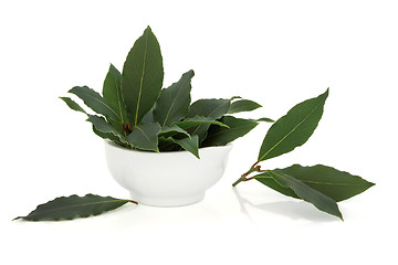 Image showing Bay Leaf Herb