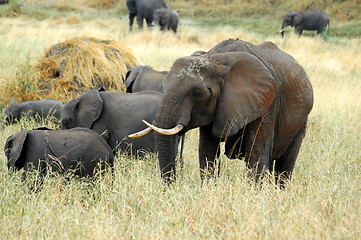 Image showing Elephant family