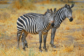 Image showing Zebra Family