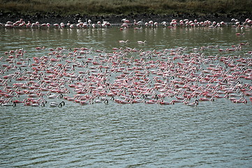 Image showing Pink Flamingos