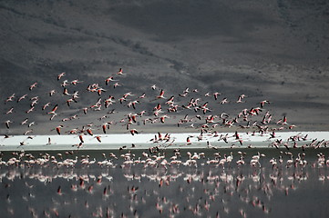 Image showing Flying pink flamingos