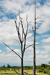 Image showing Dead tree in Savannah