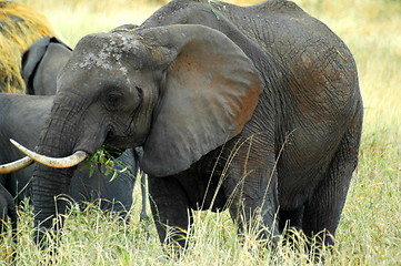 Image showing Elephant Mother