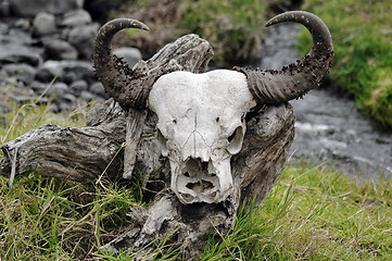 Image showing Wildebeest skull