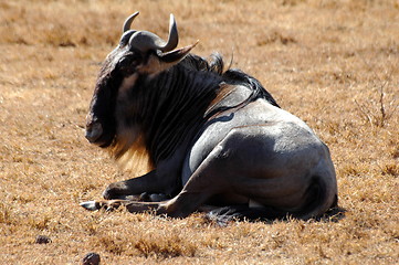 Image showing Wildebeest