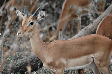 Image showing Antelope puppy