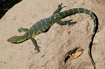 Image showing Lizard taking sun