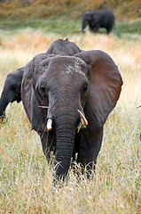 Image showing Elephant Front